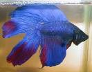 BETTA TODAS AS CORES 