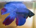 BETTA TODAS AS CORES 